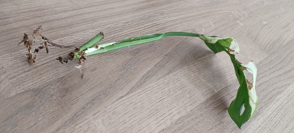 Monstera adansonii variegata cięty węzeł