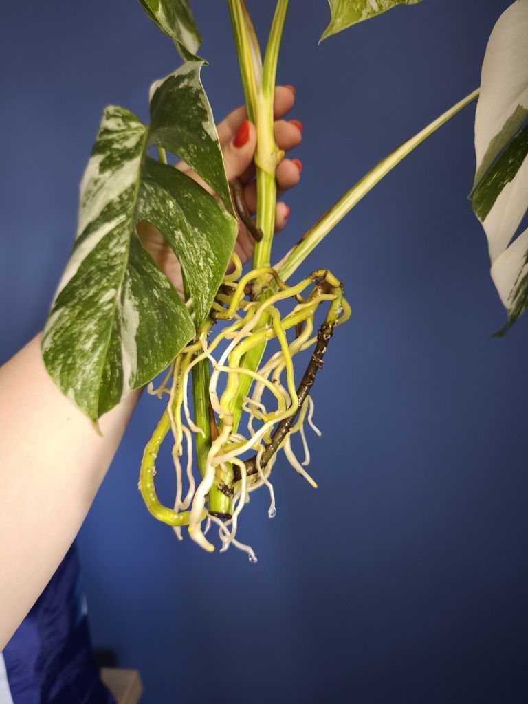 Monstera variegata szczyt