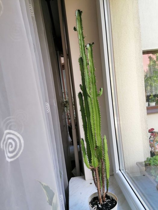 kaktus"WILCZOMLECZ" piękna wysoka roślina dekoracyjna,egzotyczna.