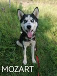 MOZART pies w typie husky szuka domu