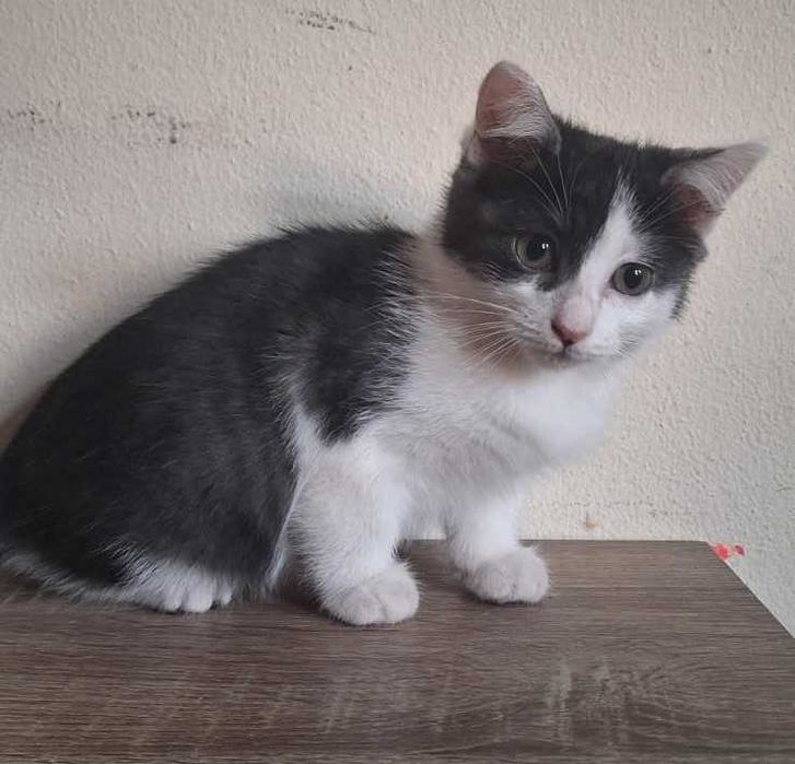 Gatinha para adoção