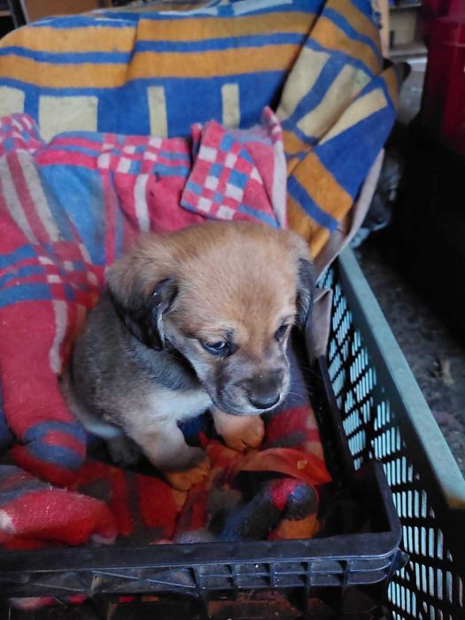 Kundelki oddam w dobre ręce