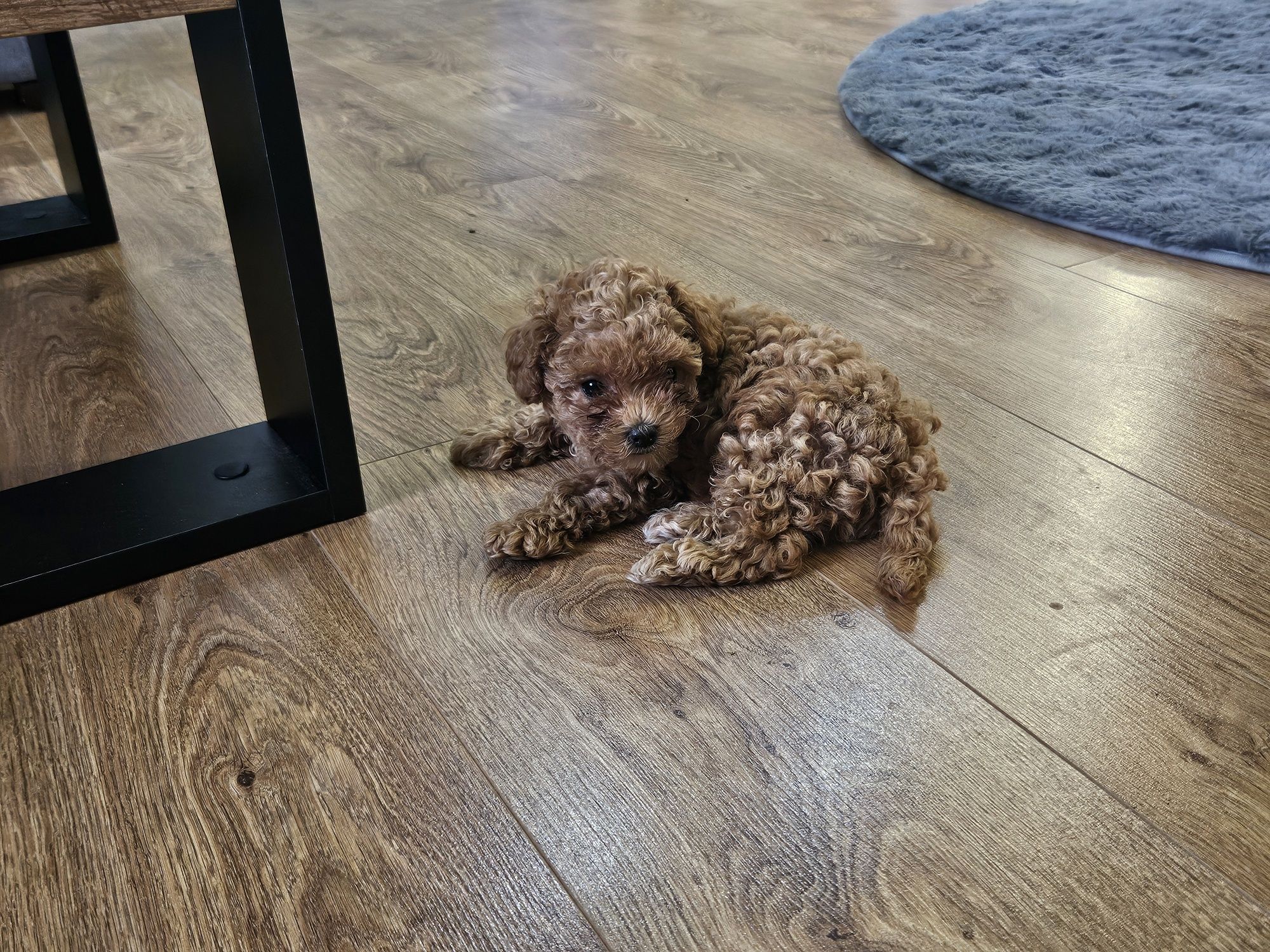 Maltipoo F1B - maltipoo x pudel toy, suczka