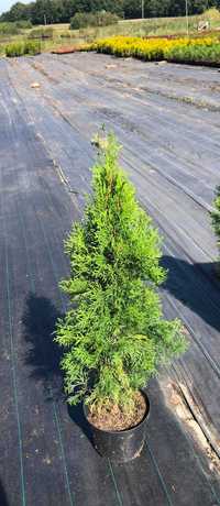 thuja tuja szmaragd 80-100 cm / doniczka