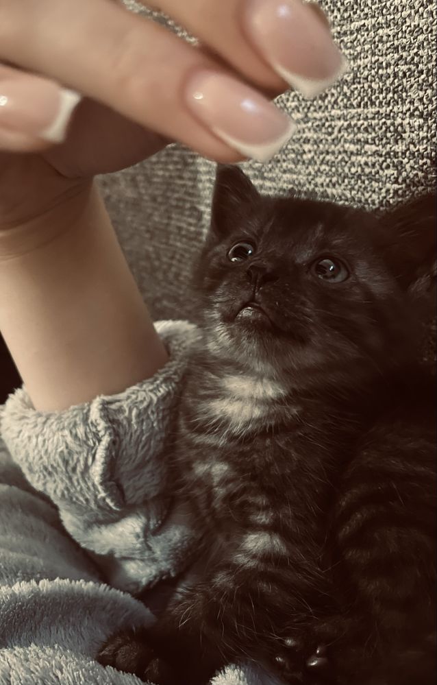 Котики безкоштовно
