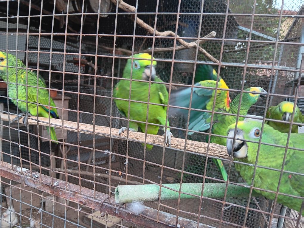 Papagaios amazonas