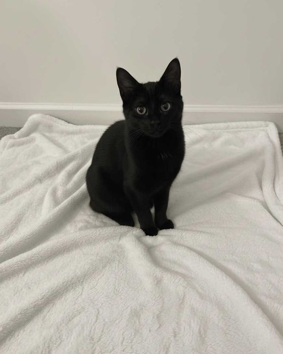 Setúbal / Margem Sul / Lisboa — FLOR e FLORA, gatinhas para adoção