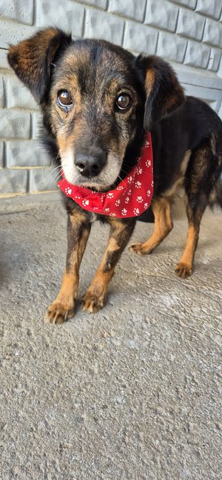 Piesek okolo 7 lat