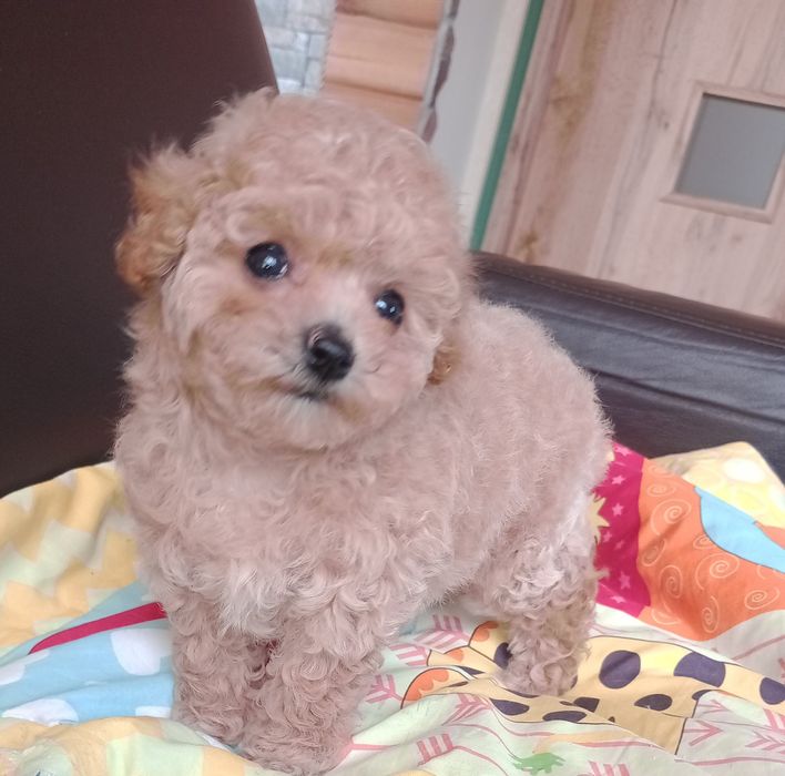 Bichpoo  Pudel mini x Bichon Frise