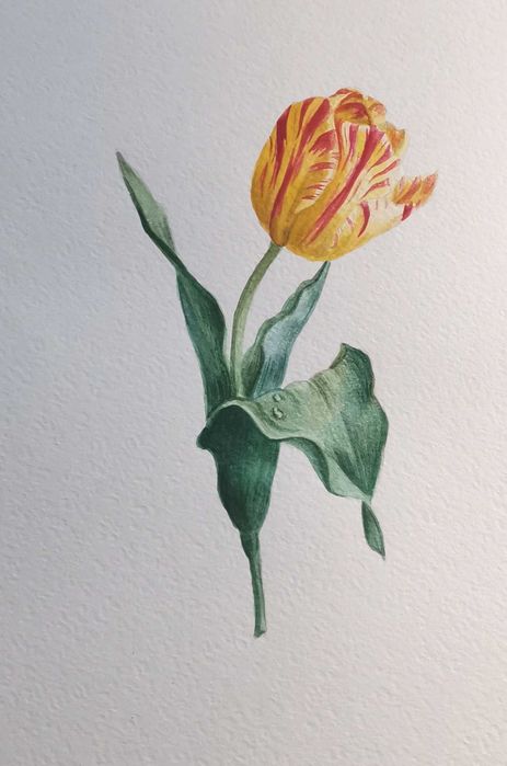 Продам мінімалістичну ботанічну ілюстрацію (акварель)