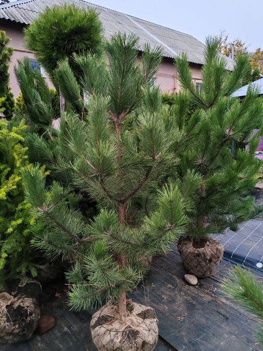 Продам кримську сосну
