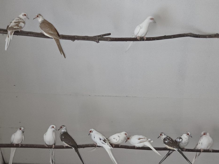 Goląbki Diamentowe Szeki