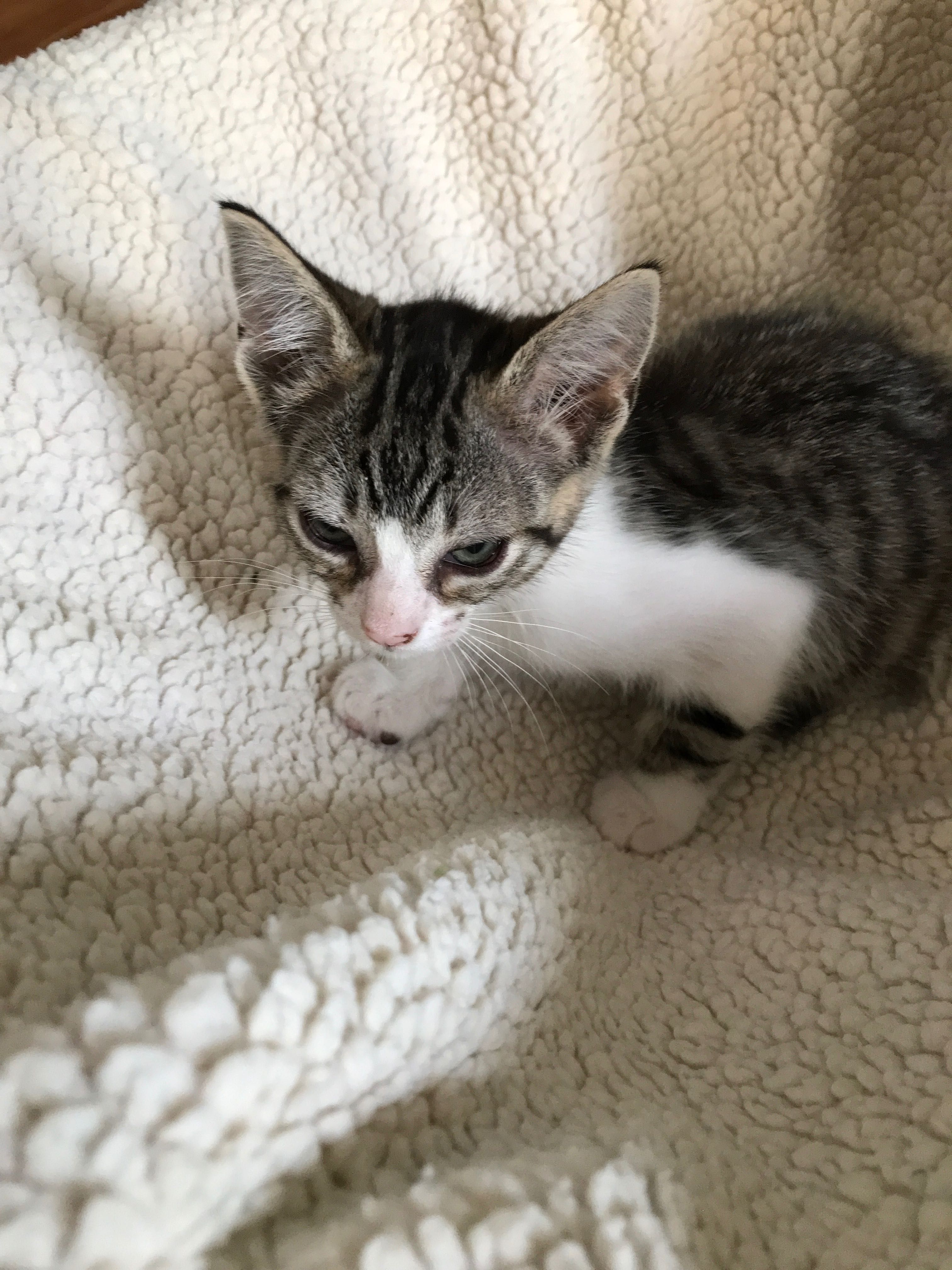 Gatinha fêmea bonita 2 meses para adoção dar branco, cinza, listras
