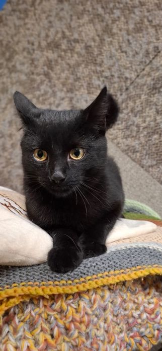 Młodziutki kotek Feluś czeka na dom w schronisku