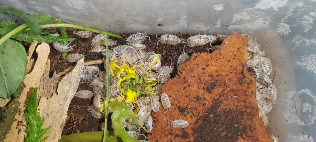 Prosionki Porcellio laevis “dairy cow"