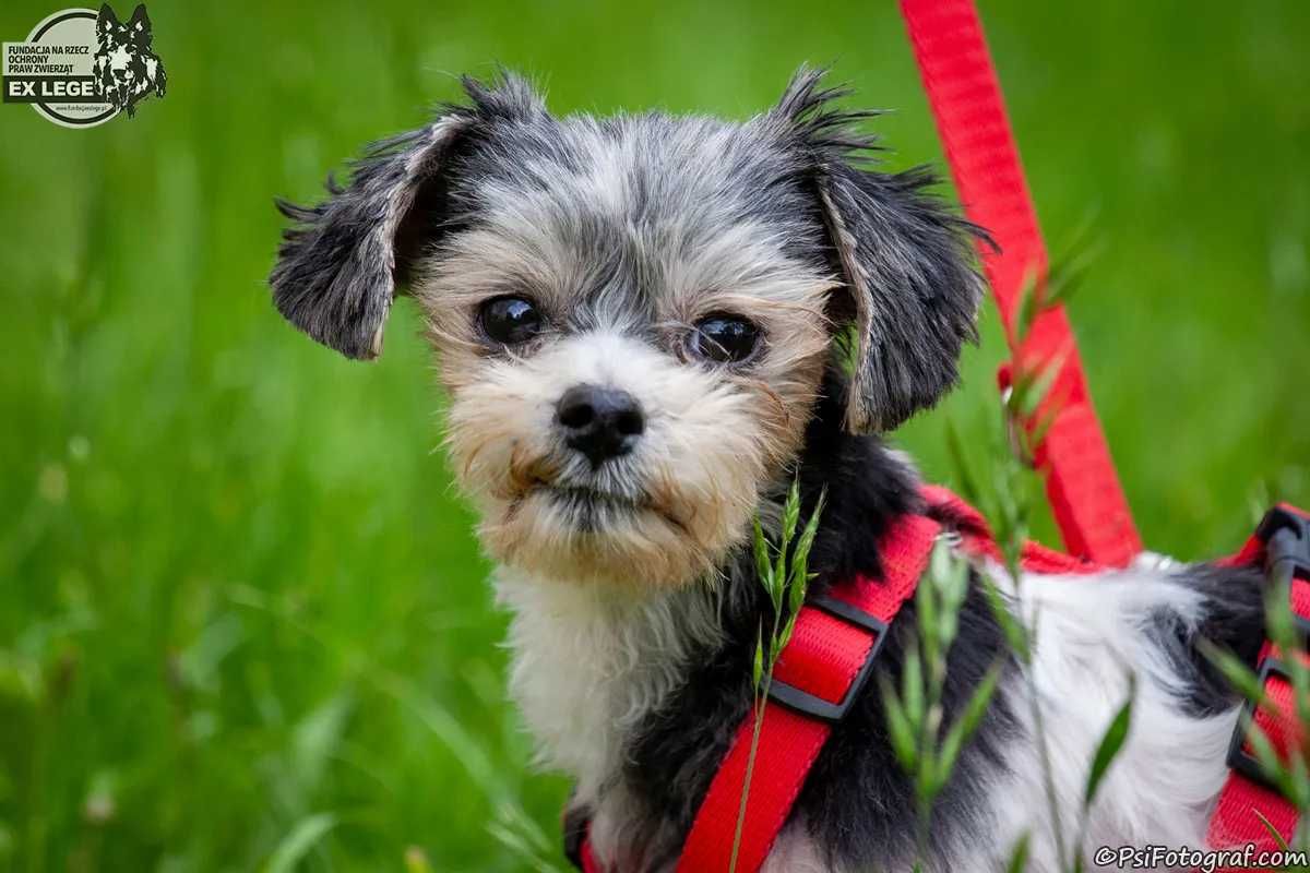 DAISY mała suczka szuka domu