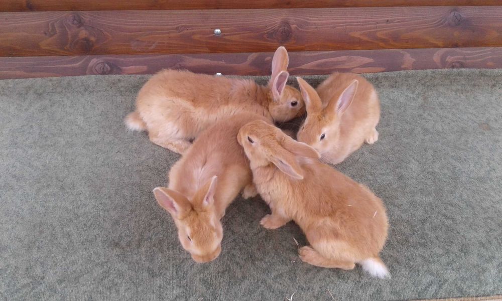 Кролі різних порід