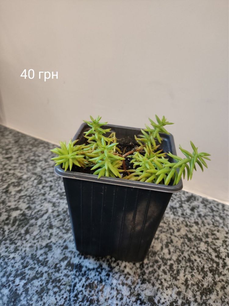 Продам кімнатні квіти