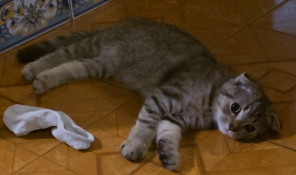 Gato scottish Fold
