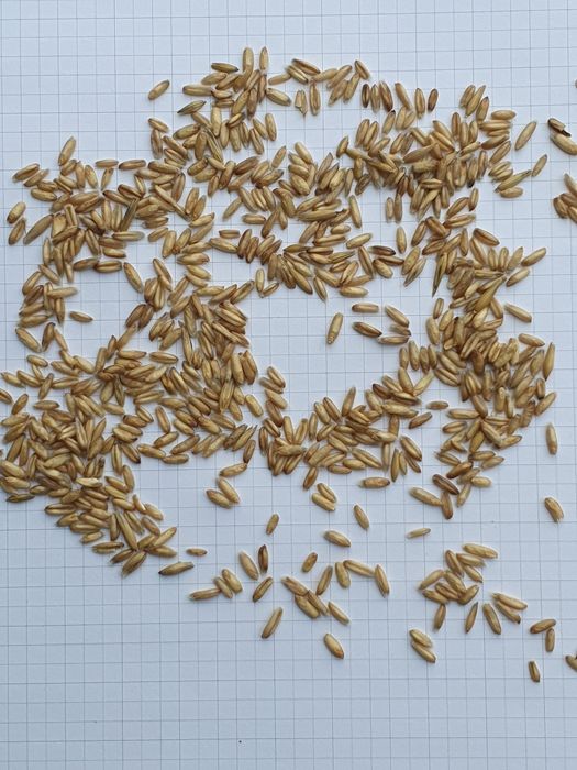 Owies nagi czyszczony