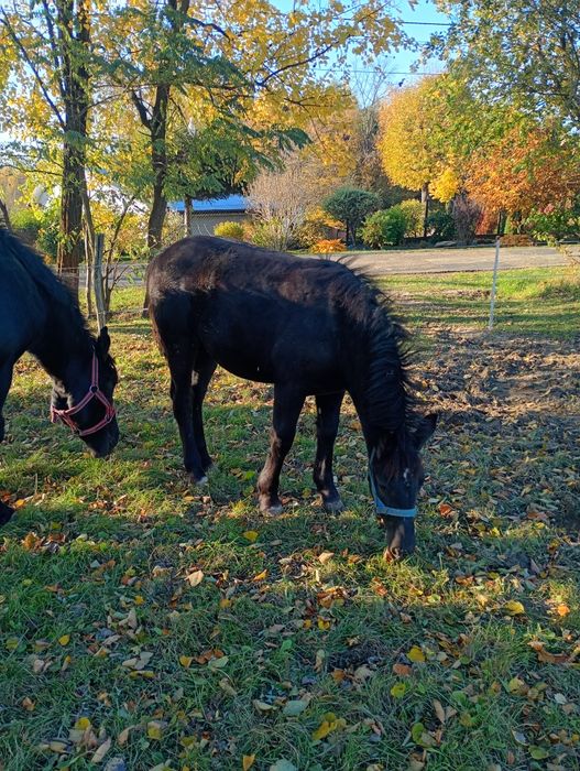 Źrebica Zimnokrwista Kara