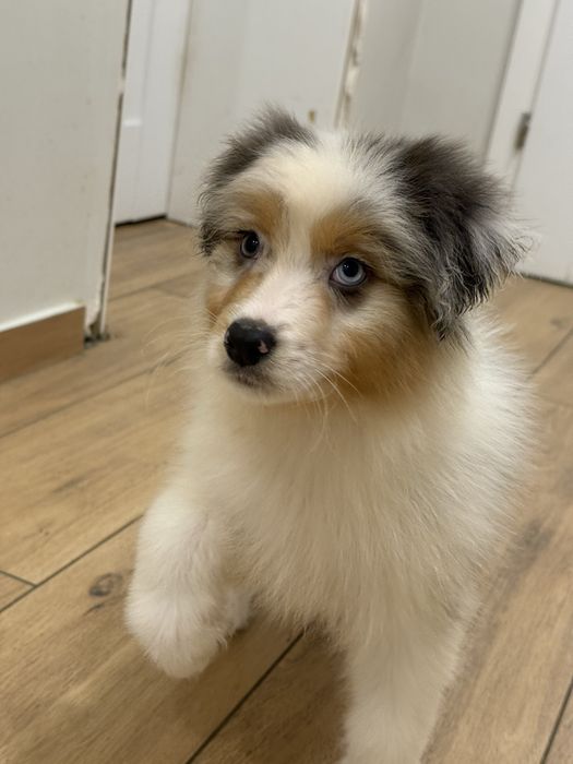 Owczarek australisjki FCI- pies gotowy do nowego domu