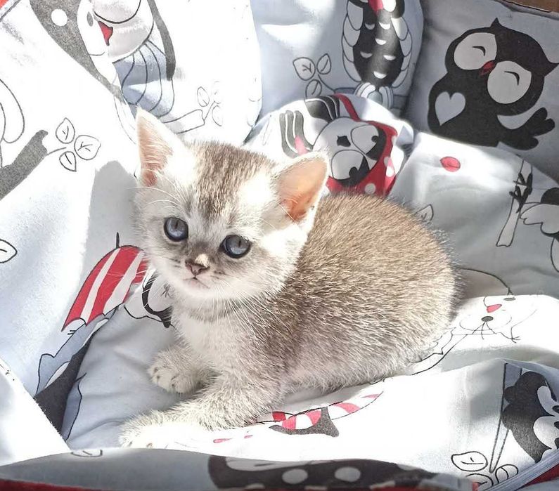 Шотландська срібна шиншила Супер!!!