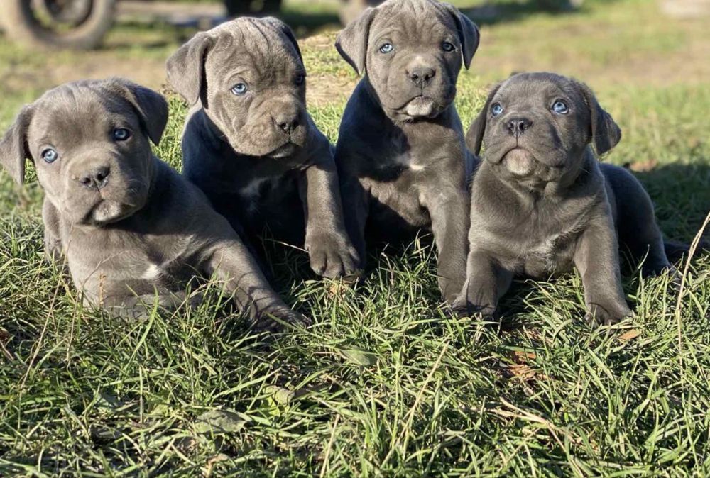 Кане корсо цуценята малюки