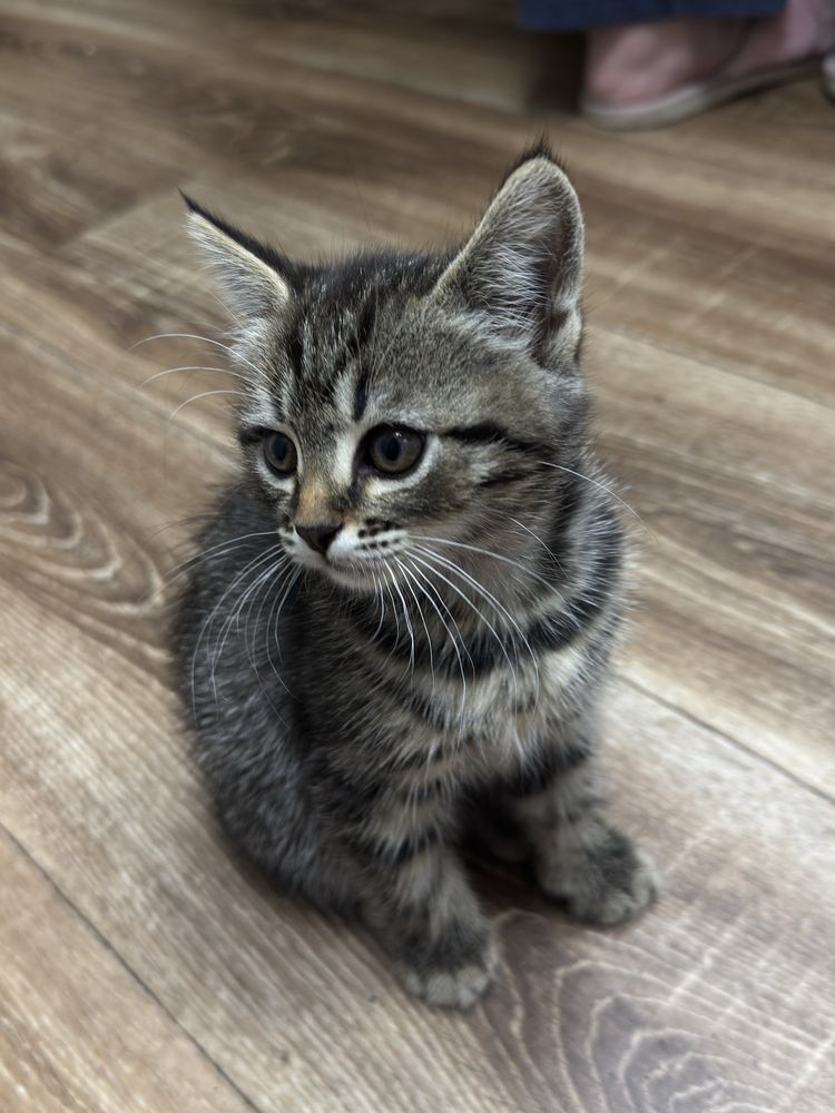 Котенок девочка в хорошие руки