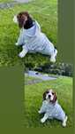 szczeniak beagle'a