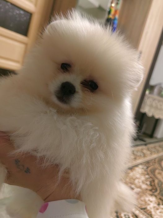 Померанський шпіц,дівчинка