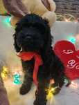 Cavapoo - suczka GRACJA