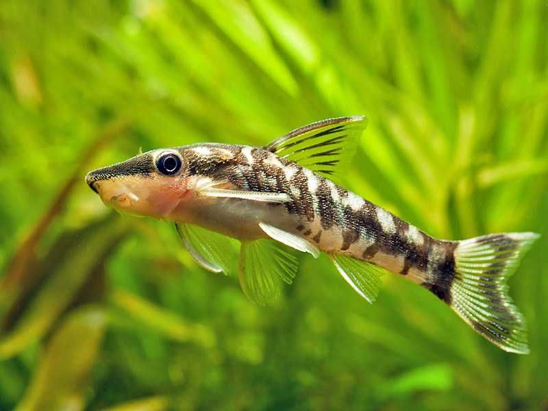 Otosek zebra - Otocinclus cocama - Otos - zjada glony - dowóz, wysyłka