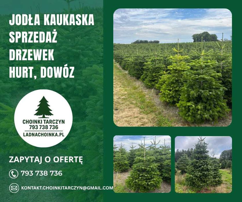 Jodła Kaukaska – sprzedaż choinek z dostawą na całą Polskę Choinki