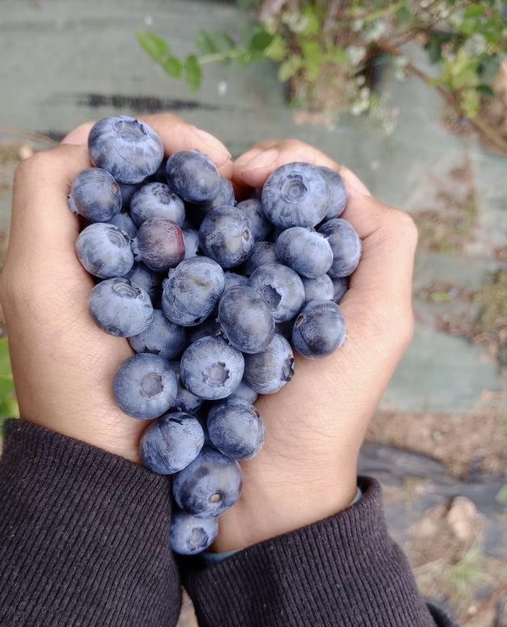 Delicioso Mirtilos