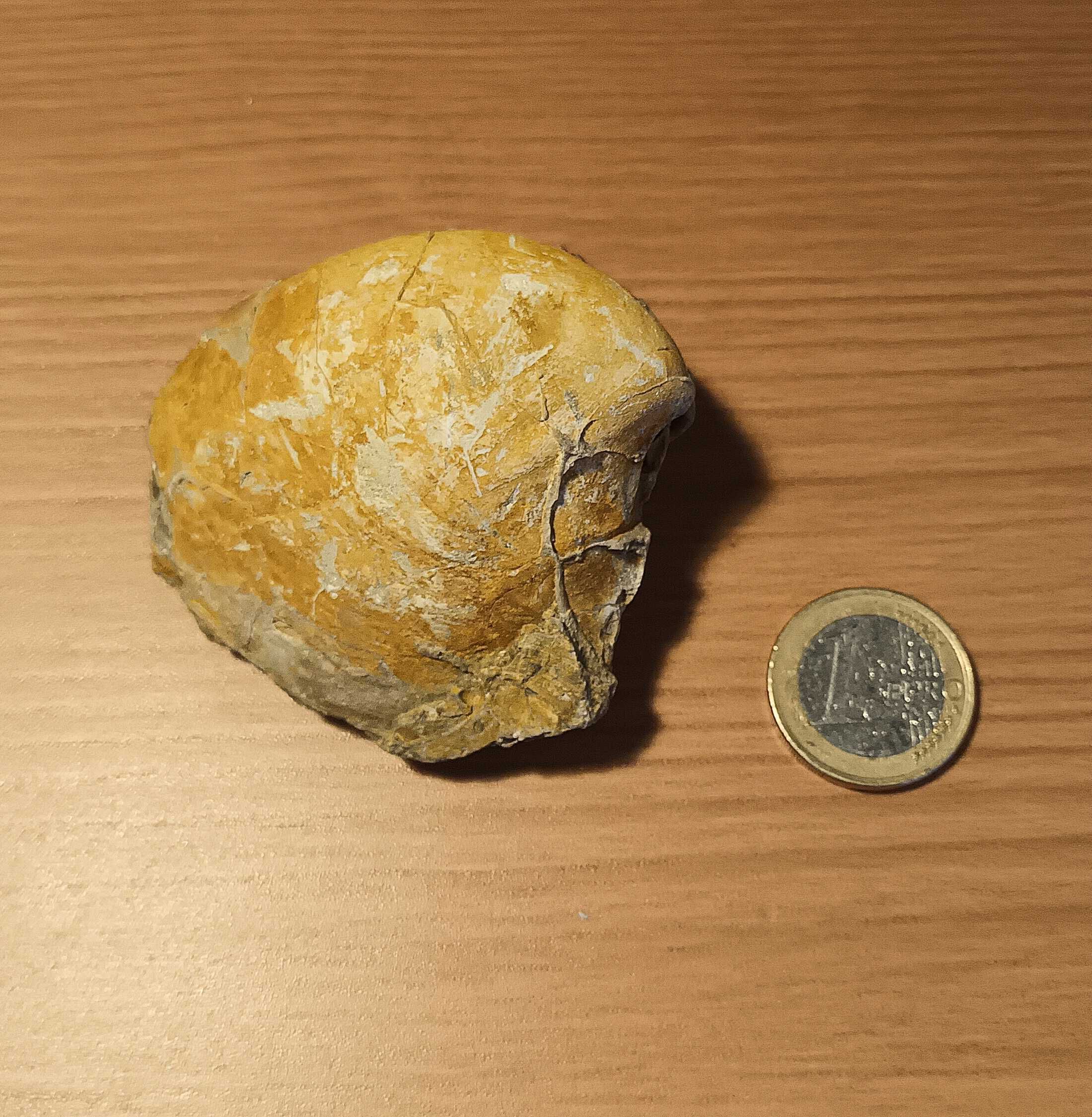 Fossil de bivalve do Miocenico