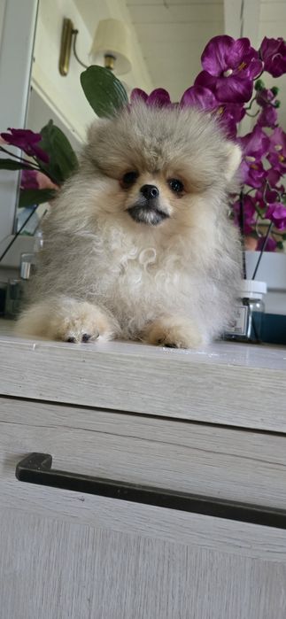 Szpic miniaturowy pomeranian cudowny