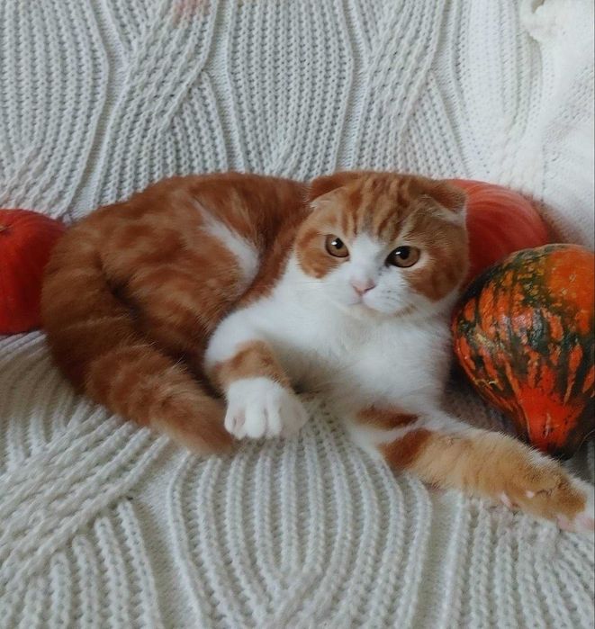 Ефектний яскраво червоний мармур з білим.Скоттиш Фолд добрґяк та ігрун