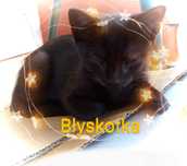 Kotka Błyskotka 4m.
