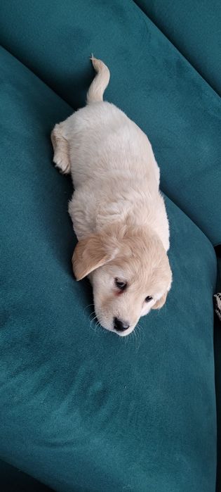 Szczeniak cocker spaniel z mieszańcem