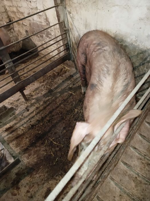 Продам хряка Кантор