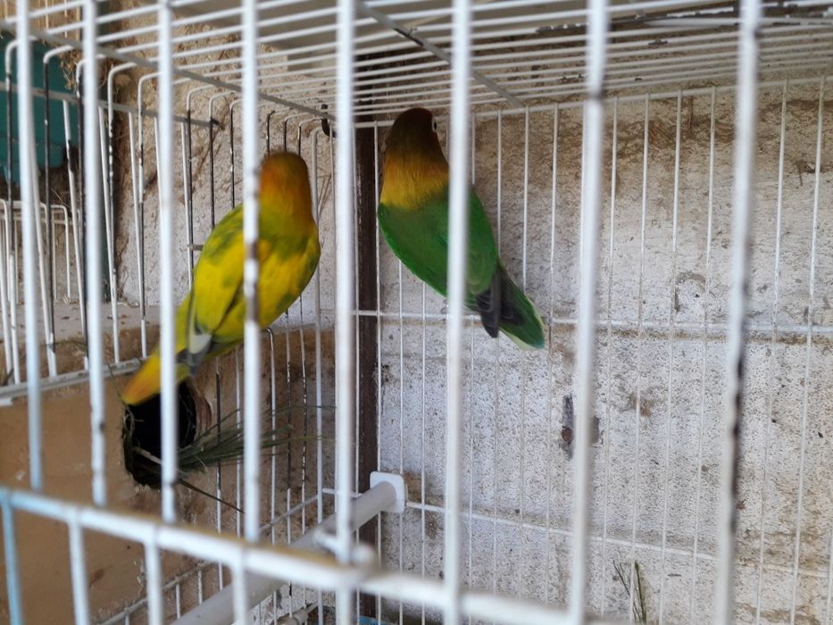 Vendo agapornis fischers