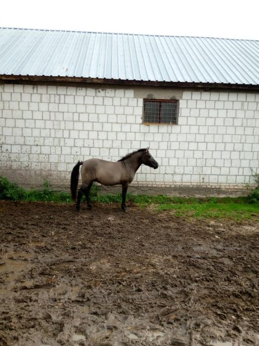 Sprzedam ogierka huculski