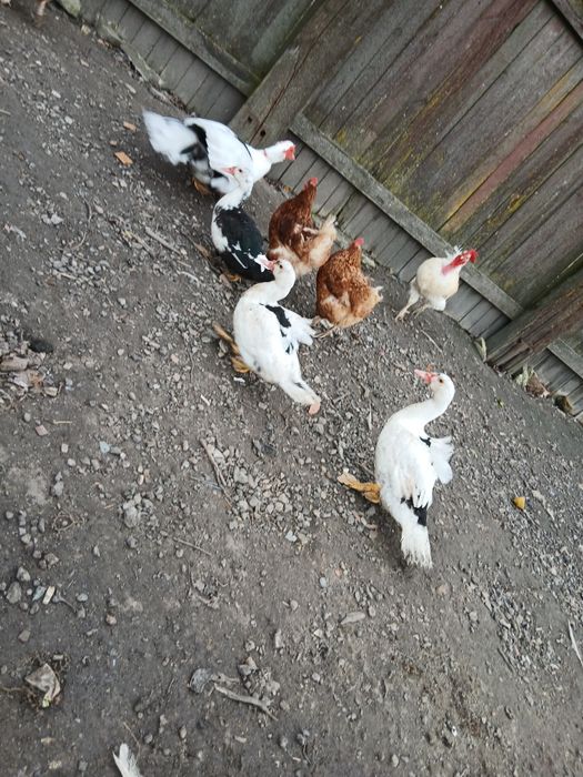 Kaczki 5 miesięczne