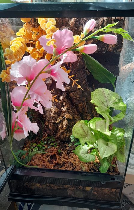 Terrarium 30x30x50 exoterra mcgravia gekon