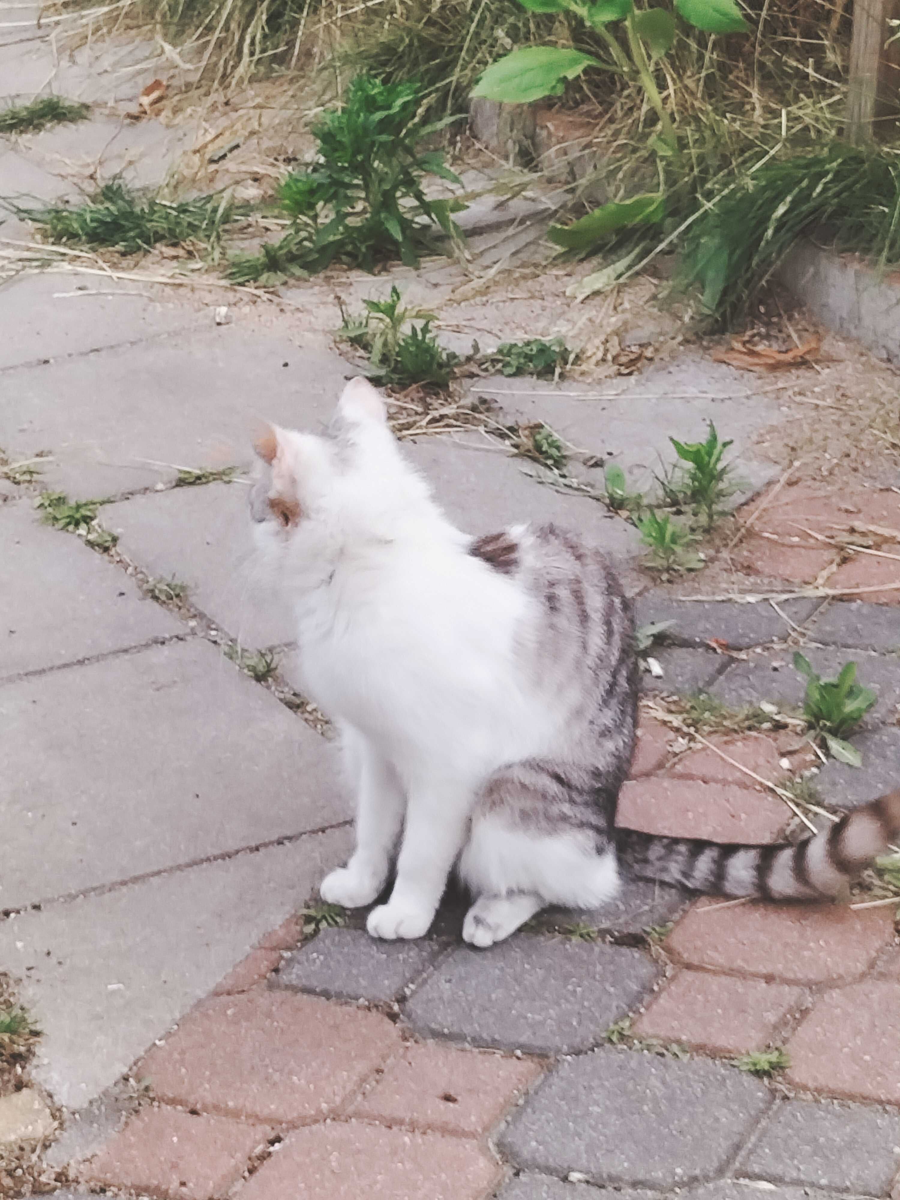 Młode ładne kotki, dwie wolnożyjące siostry 2-letnie, oddam do adopcji