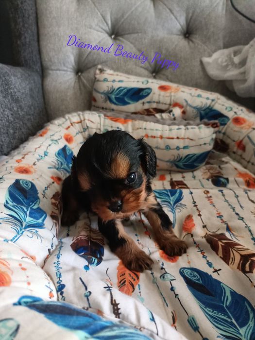 Cavalier King Charles spaniel maści B &t