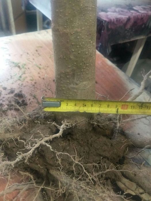 Павловні, Павловнии, Павловнія, МОРОЗОСТІЙКА ДВОРІЧНА!!!