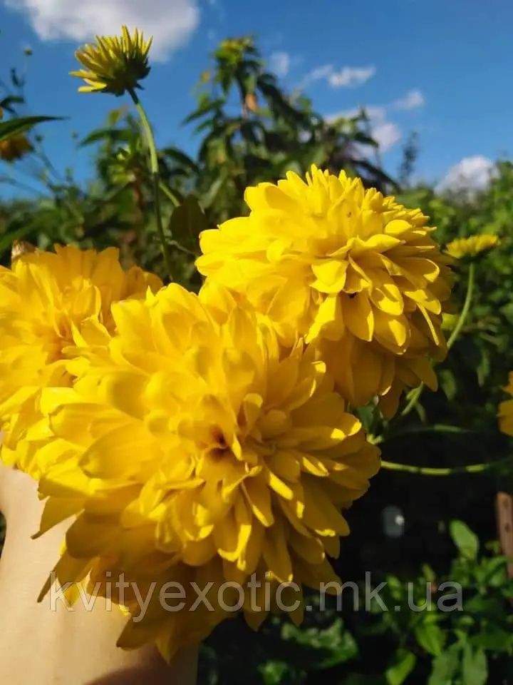 Рудбекія золота куля