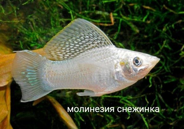 Акваріумна рибка